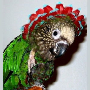BREEDERS Parrot - Hawk Headed