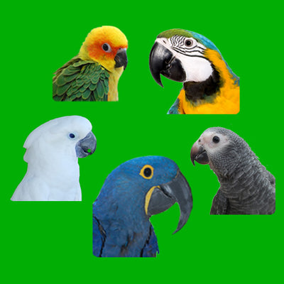 Deposit for Bird, Cage, etc.