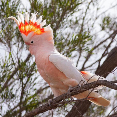 BREEDERS Major Mitchell's Cockatoo