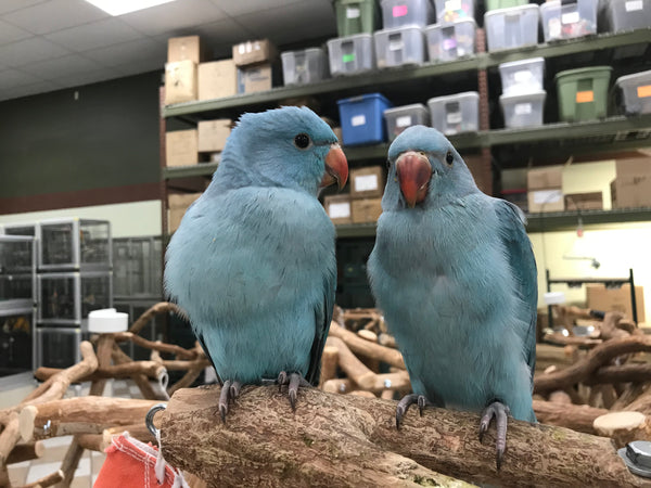 BREEDERS Parakeet - Ringneck Blue