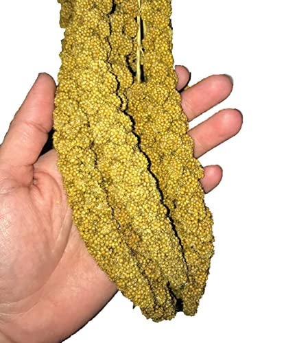 Birds LOVE Economy & Thin Special Spray Millet 1lb