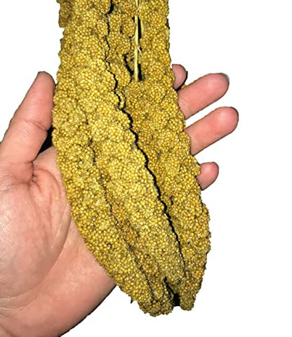 Birds LOVE Economy & Thin Special Spray Millet 1lb