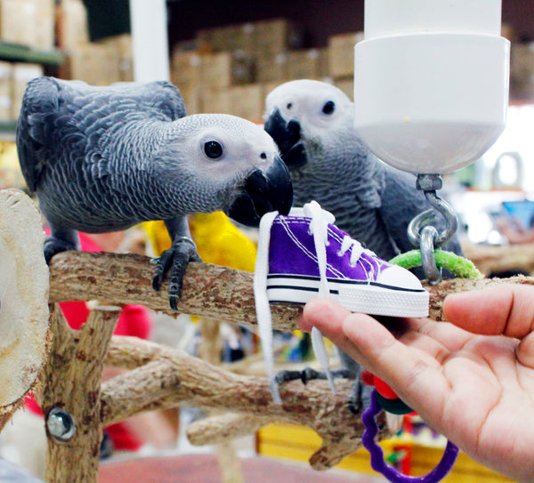 Birds LOVE Preening Sneakers Foot Toy, 6/pack