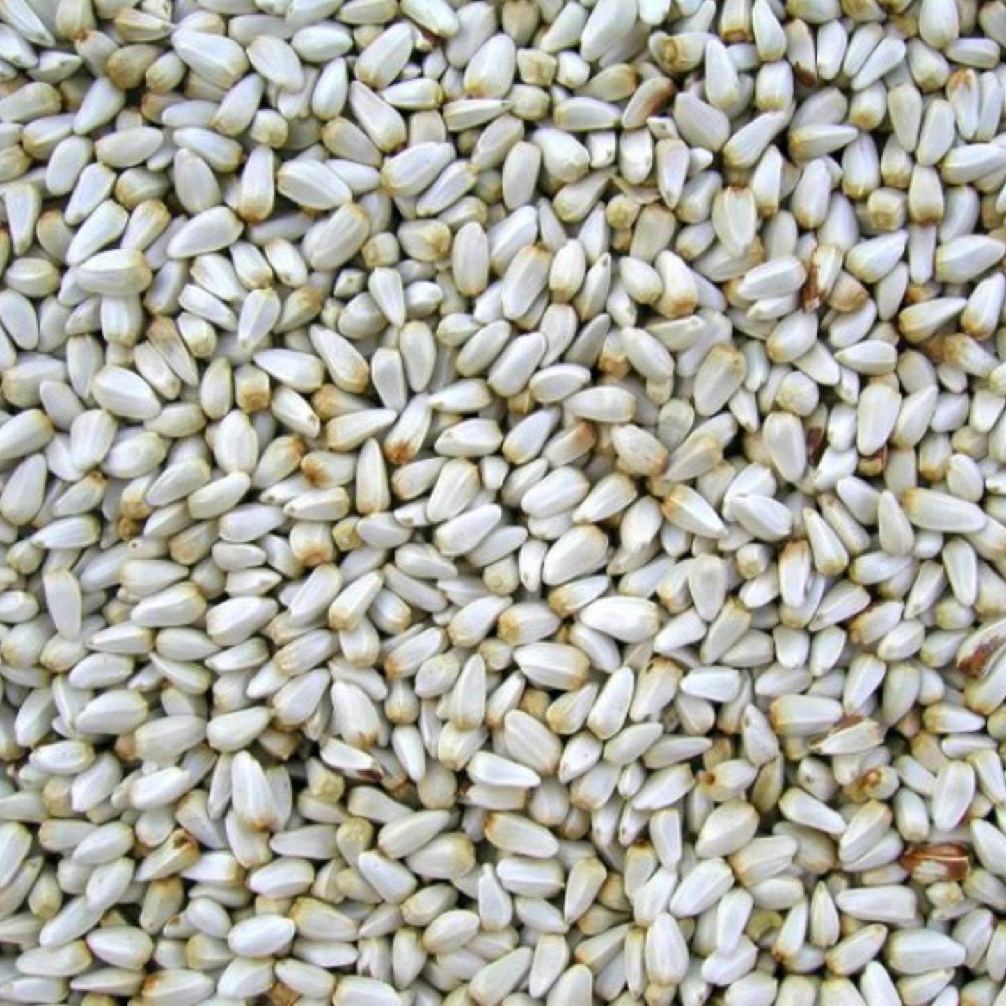 4# SAFFLOWER SEED