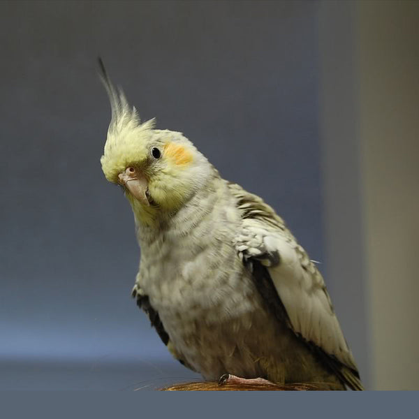 Fancy Cockatiel