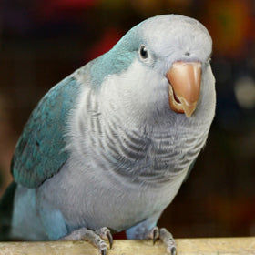 Blue Quaker Parakeet