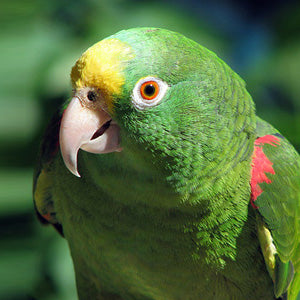 BREEDERS Panama Amazon Parrot