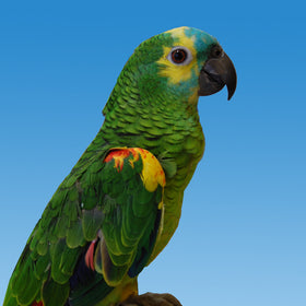 Blue Front Amazon Parrot