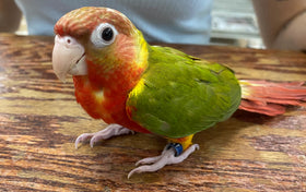 CONURE-PINEAPPLE RED FACTOR