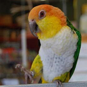 White Bellied Caique Parrot