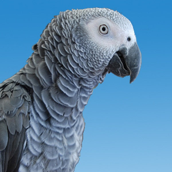 BREEDERS | Congo African Grey Parrot | Golden Cockatoo