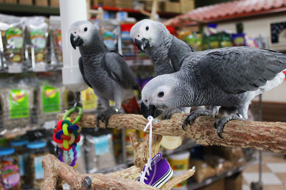 Birds LOVE Preening Sneakers Foot Toy, 6/pack