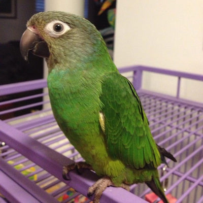 BREEDERS Dusky Conure Parrot