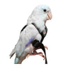 The AVIATOR Pet Bird Harness and Leash, Black, X-Small