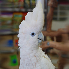 Ducorps Cockatoo Parrot