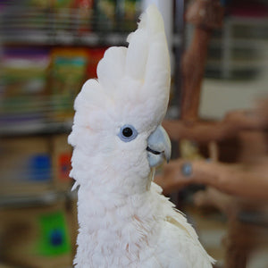 BREEDERS Ducorps Cockatoo Parrot