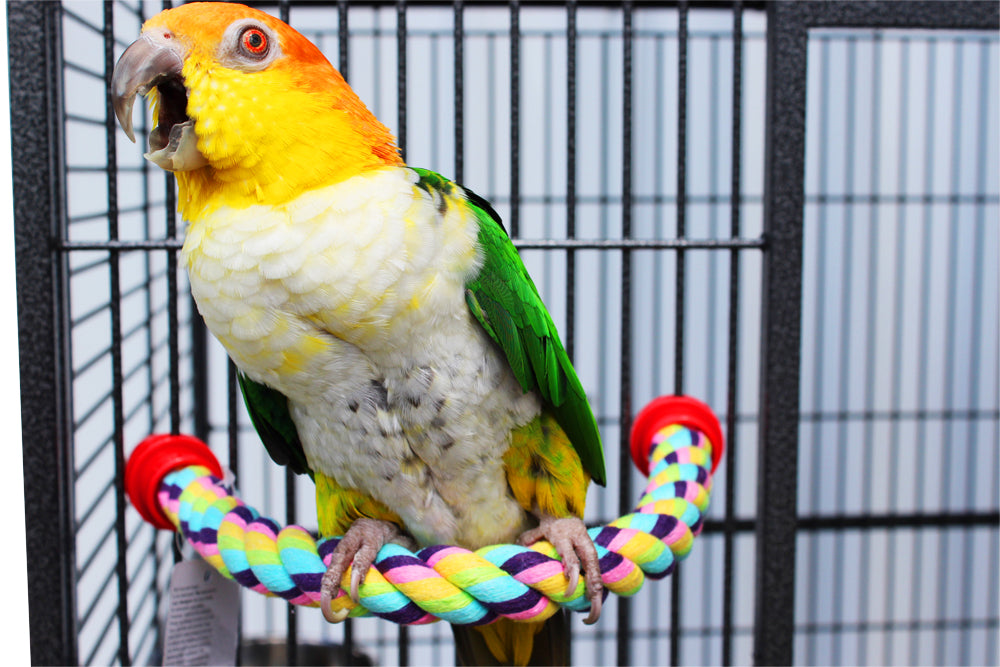 Cotton Perch, 3/4" x 14"