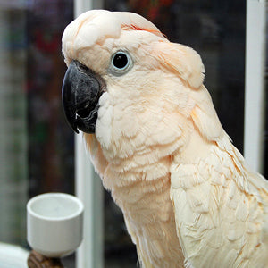 BREEDERS Moluccan Cockatoo Parrot