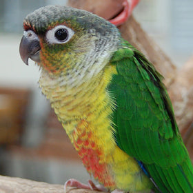 green conure parrot
