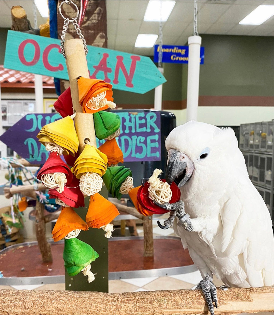 Birds LOVE Tulip Rain Parrot Toy