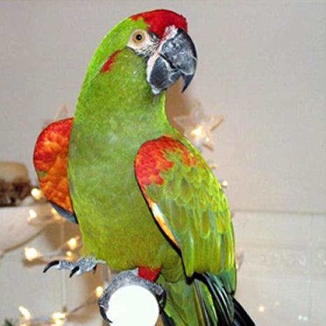 BREEDERS Red Fronted Macaw