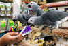 Birds LOVE Preening Sneakers Foot Toy, 6/pack