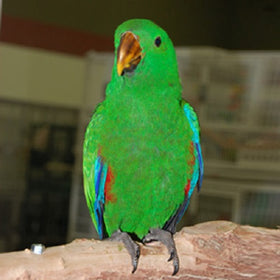 Solomon Island Eclectus Parrot Female