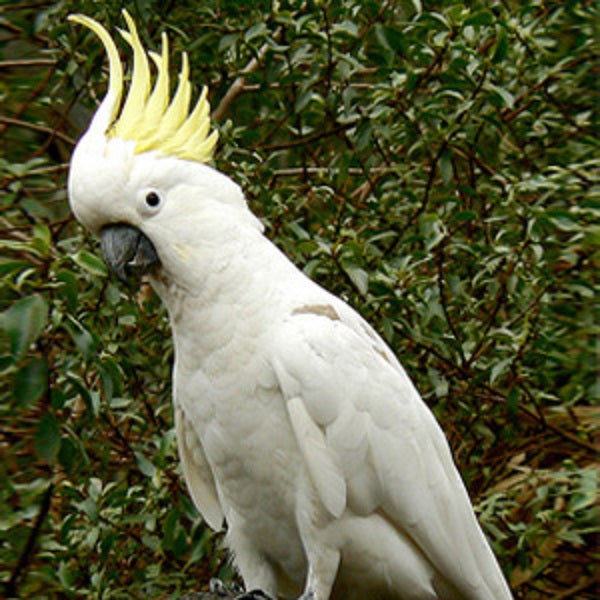 BREEDERS Triton Cockatoo Parrot