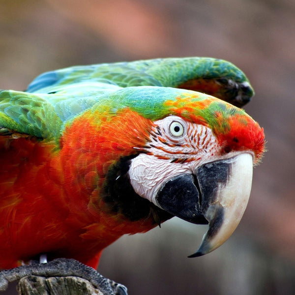 BREEDERS Harlequin Macaw