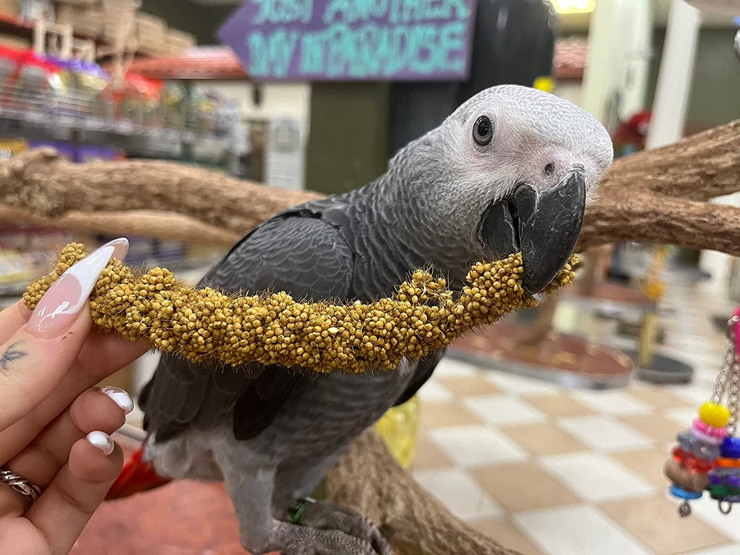 Birds LOVE Economy & Thin Special Spray Millet GMO-Free No Pesticides (No Stems Only Edible Tops) for Birds Cockatiel Lovebird Parakeet Finch Canary All Parrots Healthy Treat - 7oz (2pk)