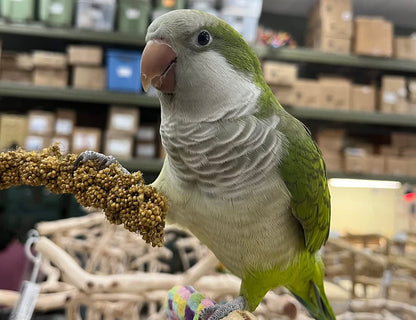 Birds LOVE Economy & Thin Special Spray Millet GMO-Free No Pesticides (No Stems Only Edible Tops) for Birds Cockatiel Lovebird Parakeet Finch Canary All Parrots Healthy Treat - 7oz (2pk)
